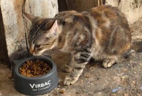 Fundmeldung Katze Unbekannt Domessin Frankreich
