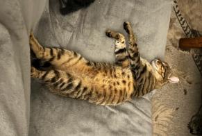 Vermisstmeldung Katze  Männliche , 8 jahre Loury Frankreich