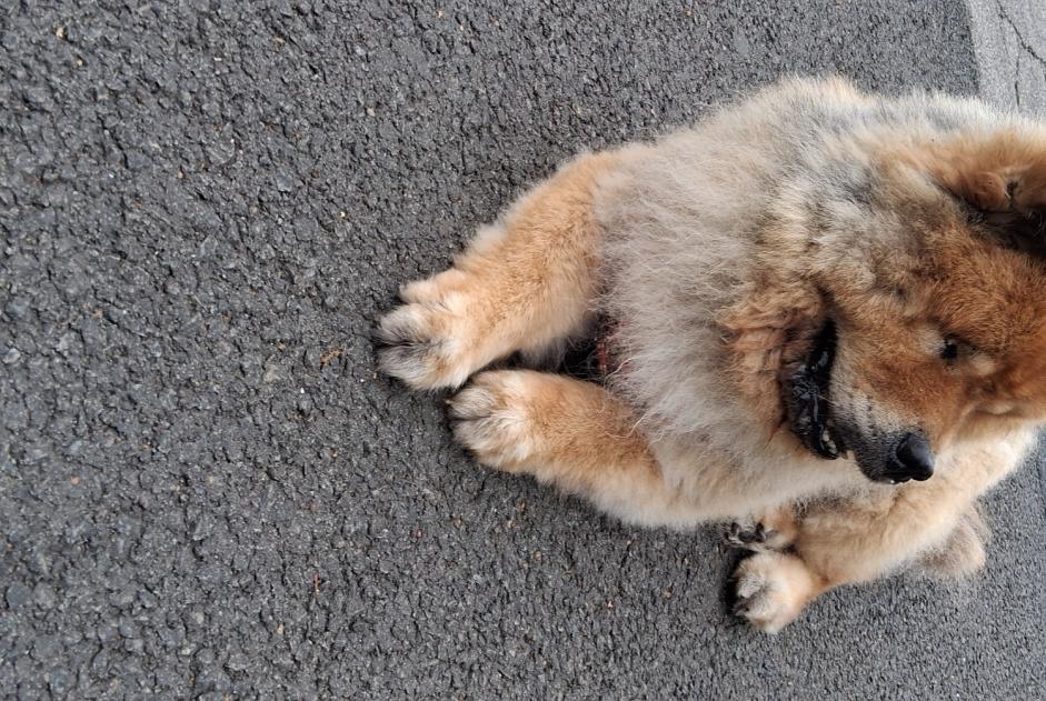 Fundmeldung Hund  Männliche Lens Frankreich