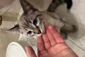 Fundmeldung Katze Weiblich Paris Frankreich