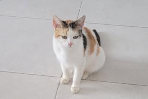 Fundmeldung Katze Weiblich Meistratzheim Frankreich