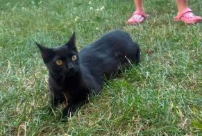 Fundmeldung Katze Weiblich Craponne Frankreich