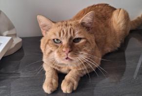 Fundmeldung Katze Männliche Neuville-aux-Bois Frankreich