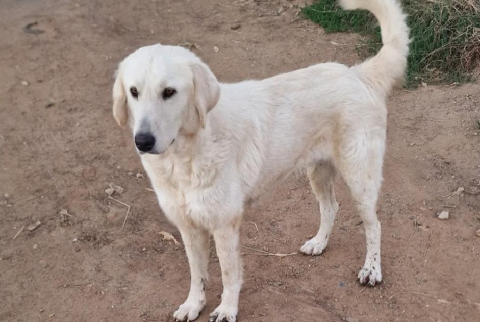Fundmeldung Hund  Weiblich San-Giuliano Frankreich