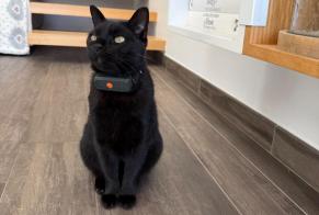 Vermisstmeldung Katze  Männliche , 7 jahre Mélisey Frankreich