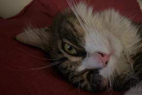 Vermisstmeldung Katze Männliche , 1 jahre Francheville Frankreich
