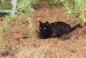Vermisstmeldung Katze rassenmischung Männliche , 3 jahre Le Mans Frankreich