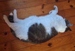 Fundmeldung Katze  Weiblich , 5 Jahre Sainte-Gemme-la-Plaine Frankreich