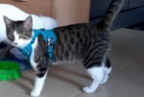 Vermisstmeldung Katze  Weiblich , 1 jahre Perthes Frankreich