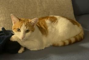 Vermisstmeldung Katze rassenmischung Männliche , 1 jahre Corenc Frankreich