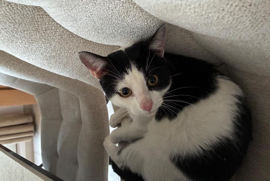 Fundmeldung Katze rassenmischung Männliche L'Isle-Adam Frankreich