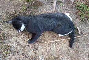 Fundmeldung Katze Unbekannt Montebourg Frankreich