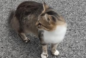 Fundmeldung Katze rassenmischung Weiblich , Zwischen 7 und 9 Monaten Saint-Yrieix-la-Perche Frankreich