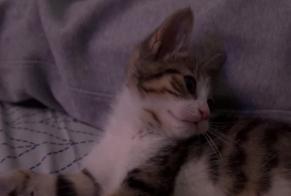 Fundmeldung Katze Weiblich Drancy Frankreich