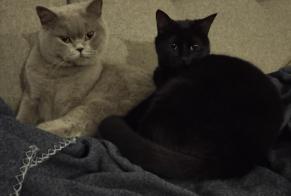 Vermisstmeldung Katze Weiblich , 3 jahre Montaut Frankreich
