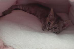 Vermisstmeldung Katze rassenmischung Weiblich , 0 jahre Village-Neuf Frankreich