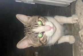 Fundmeldung Katze Männliche , 2 Jahre Alfortville Frankreich
