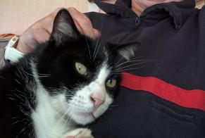 Vermisstmeldung Katze rassenmischung Männliche , 7 jahre Farges Frankreich