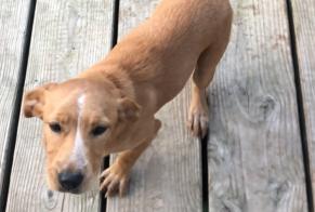 Fundmeldung Hund Weiblich Maillé Frankreich
