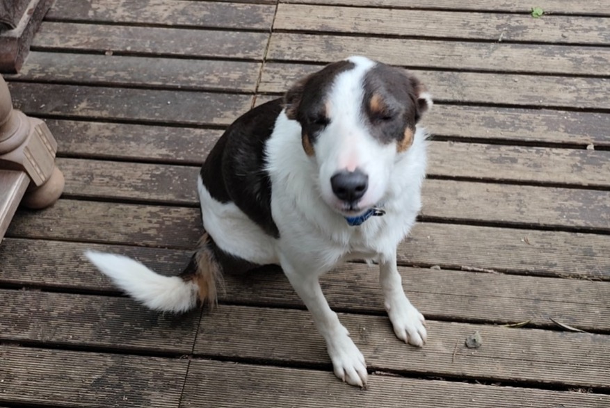 Vermisstmeldung Hund  Männliche , 3 jahre Clohars-Carnoët Frankreich