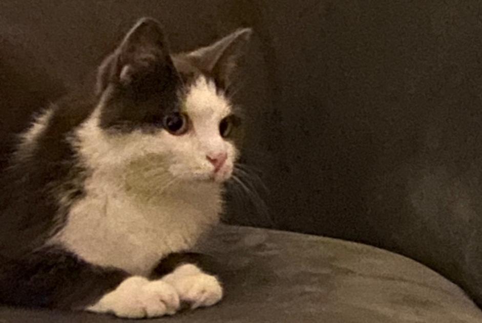 Vermisstmeldung Katze Männliche , 3 jahre Trouville-sur-Mer Frankreich