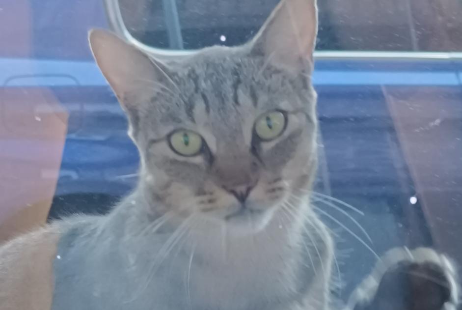 Fundmeldung Katze Unbekannt Saint-Christophe-Vallon Frankreich