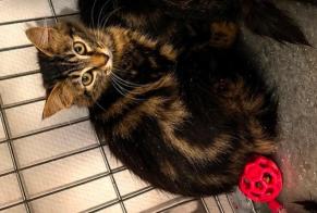 Vermisstmeldung Katze  Weiblich , 0 jahre Saint-Étienne Frankreich