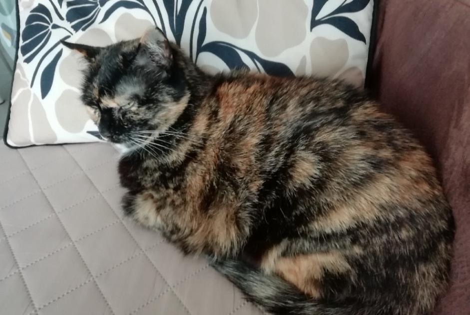 Vermisstmeldung Katze  Weiblich , 14 jahre Idron Frankreich