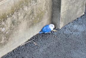 Fundmeldung Vogel Unbekannt Béthune Frankreich