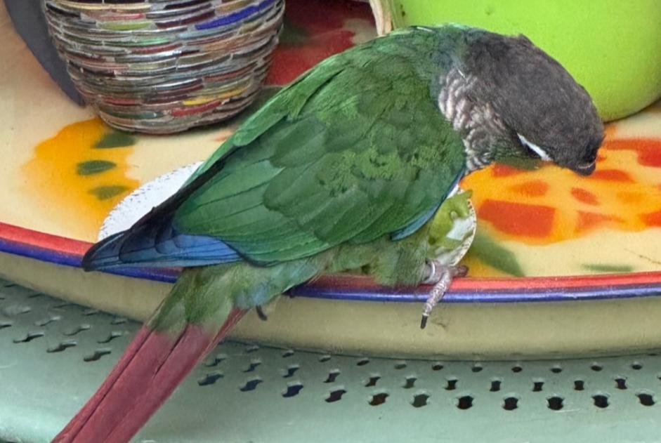 Fundmeldung Vogel Unbekannt Nîmes Frankreich