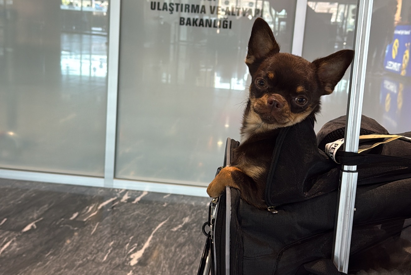 Vermisstmeldung Hund  Männliche , 0 jahre Grenoble Frankreich