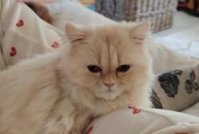Vermisstmeldung Katze  Männliche , 1 jahre Lanester Frankreich