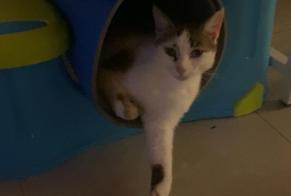 Vermisstmeldung Katze  Weiblich , 7 jahre Saint-Brice Frankreich