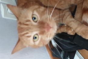 Vermisstmeldung Katze Männliche , 17 jahre Saint-James Frankreich