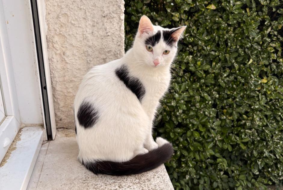 Vermisstmeldung Katze  Männliche , 1 jahre Châtellerault Frankreich