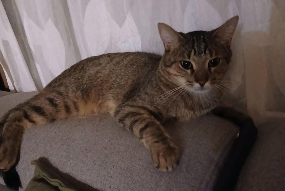 Vermisstmeldung Katze Männliche , 1 jahre Tours Frankreich