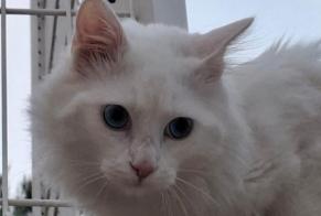 Fundmeldung Katze  Männliche , 3 Jahre Montpellier Frankreich