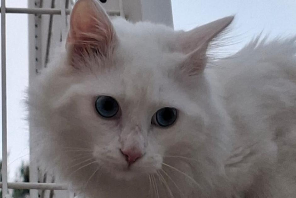 Fundmeldung Katze  Männliche , 3 Jahre Montpellier Frankreich