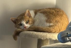 Vermisstmeldung Katze rassenmischung Weiblich , 4 jahre Althen-des-Paluds Frankreich