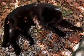 Fundmeldung Katze Unbekannt Alès Frankreich