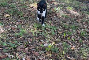Fundmeldung Katze Männliche Ballan-Miré Frankreich