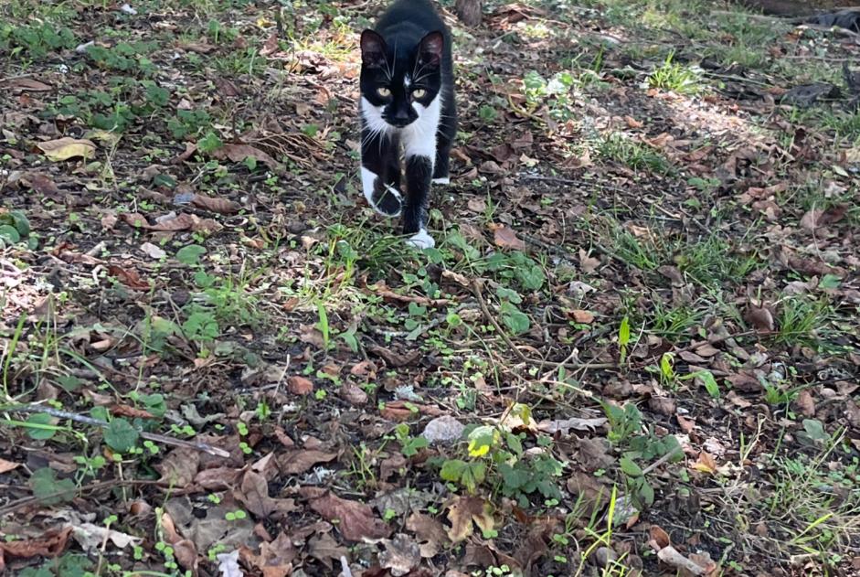 Fundmeldung Katze Männliche Ballan-Miré Frankreich