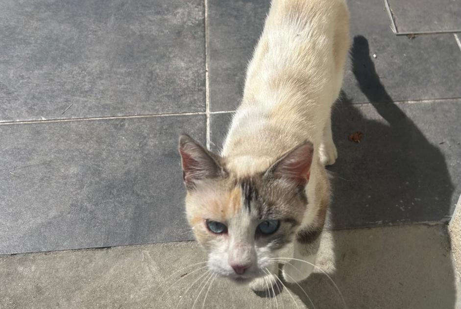 Fundmeldung Katze Weiblich Elven Frankreich