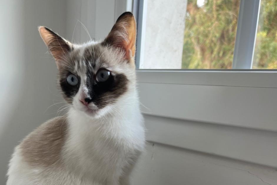 Vermisstmeldung Katze rassenmischung Weiblich , 1 jahre Hasparren Frankreich