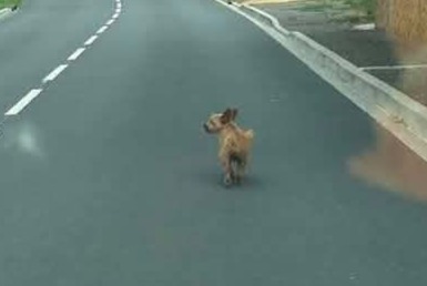 Fundmeldung Hund  Unbekannt Marest-sur-Matz Frankreich