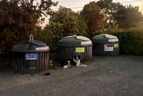 Fundmeldung Hund  Männliche Saint-Puy Frankreich
