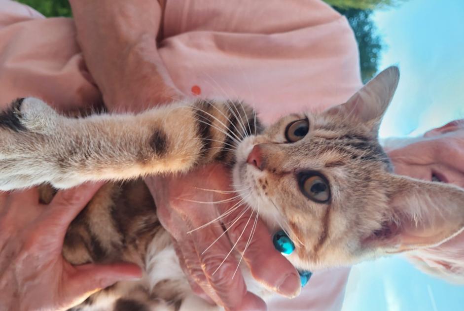 Fundmeldung Katze Weiblich Eyburie Frankreich
