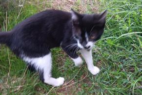 Fundmeldung Katze Männliche Baraqueville Frankreich