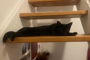 Fundmeldung Katze Unbekannt Paris Frankreich