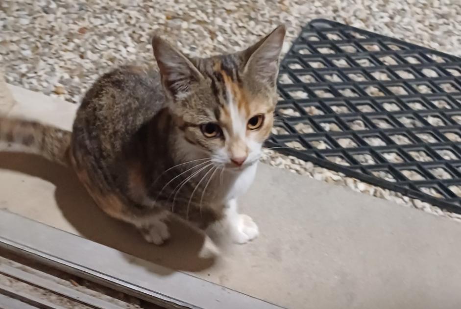 Fundmeldung Katze Weiblich Esvres Frankreich
